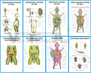 ZOOLOGY IV